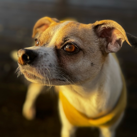 Meet your Posher, Icarus - Picture 2 of 2